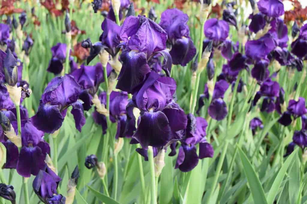 Iris 'Sable' ---